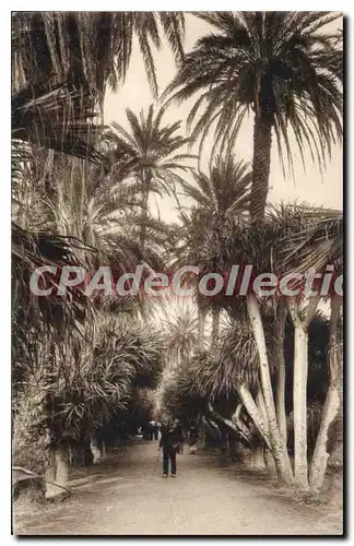 Cartes postales Alger Jardin D'Essai Allee Des Joucas