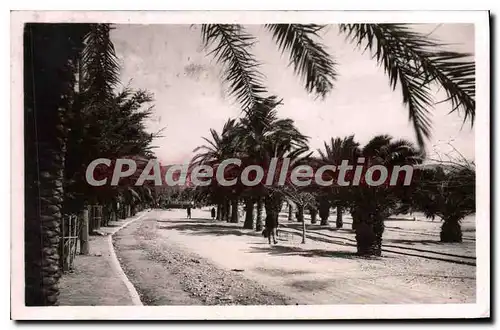 Cartes postales Bandol Sur Mer Avenue Des Palmiers