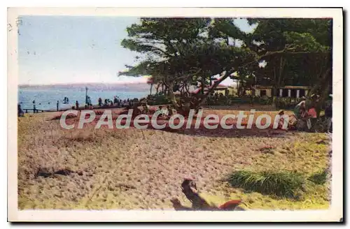 Cartes postales Hyeres Les Palmiers Plage Et La Potiniere