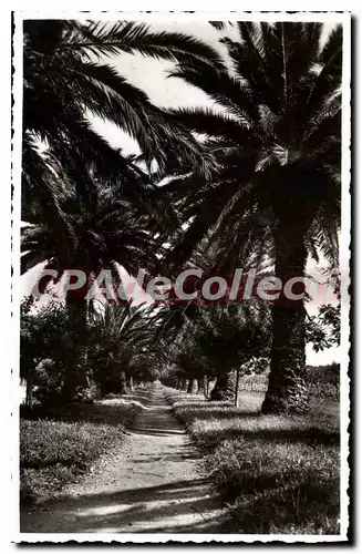 Cartes postales Cavalaire Sur Mer Une Allee De Pardigon