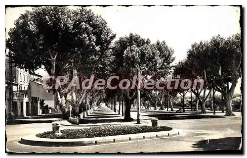 Cartes postales Carpentras Les Allees Jean Jaures