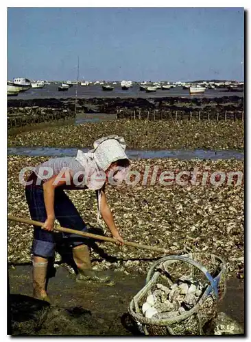 Cartes postales moderne Ile D'Oleron Scenes Ostreicoles Le Grattage Des Huitres