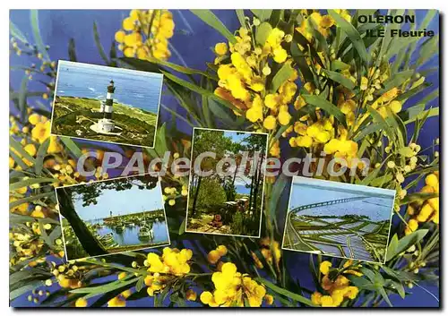 Cartes postales moderne Ile D'Oleron Rendue Celebre Par Ses Mimosas