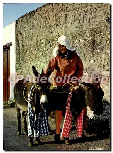 Cartes postales moderne Ile De Re Retaise Et Ses Anes En Culotte