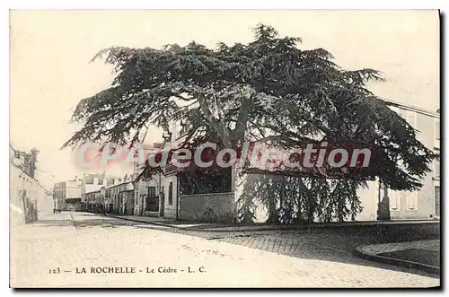 Cartes postales La Rochelle Le Cedre