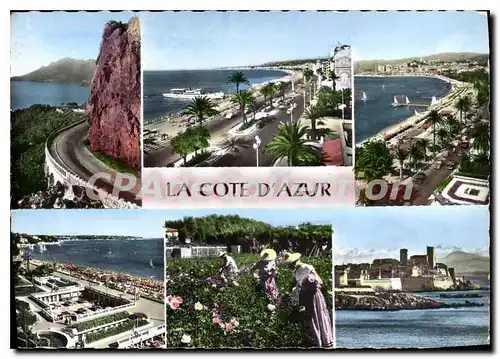 Cartes postales moderne Esterel Cap Roux Nice Cannes Juan Les Pins Cueillette Des Roses Antibes