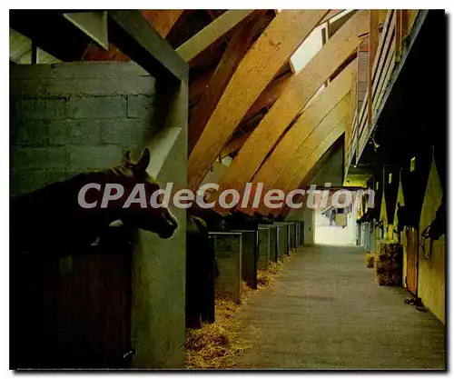 Cartes postales moderne Club Mediterranee Centre Equestre De Pompadour