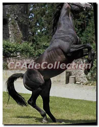 Cartes postales moderne Pompadour Haras Mitainvillier