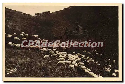 Cartes postales Moutons Dans Les Bois