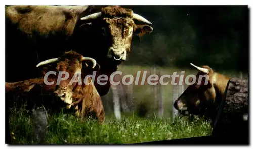 Cartes postales moderne Le Limousin Pittoresque La Race Limousine vache b�uf