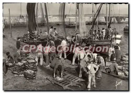 Cartes postales moderne Douarnenez Arrivage De La Sardine