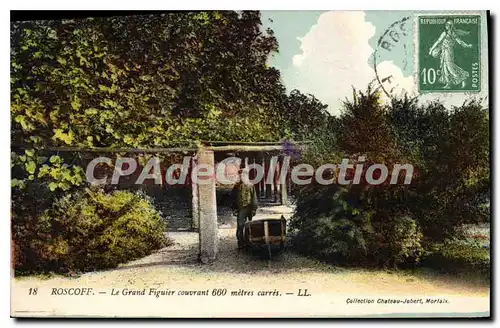 Cartes postales Roscoff Le Grand Figuier Couvrant 660 m�tres carr�s