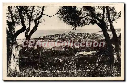 Cartes postales Antibes panoram � travers les oliviers