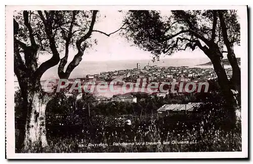 Cartes postales Antibes Panorama Vu A Travers Les Oliviers