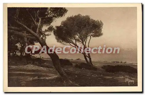 Cartes postales Antibes Vu a Travers Les Pinedes