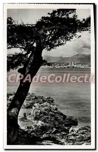 Cartes postales Antibes Vue Prise Entre Les Pins