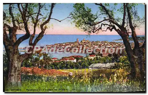 Cartes postales Antibes Panorama Vu A Travers Les Oliviers