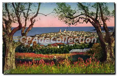 Cartes postales Antibes Panorama Vu A Travers Les Oliviers