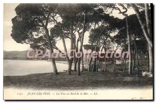 Cartes postales Juan Les Pins Les Pins Au Bord De La Mer