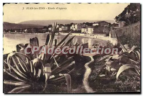 Cartes postales Juan Les Pins Etude D'Agaves