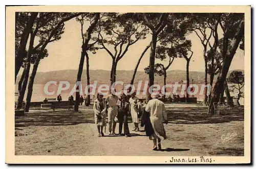 Cartes postales Juan Les Pins la pinede