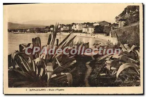 Cartes postales Juan Les Pins Etude D'Agaves