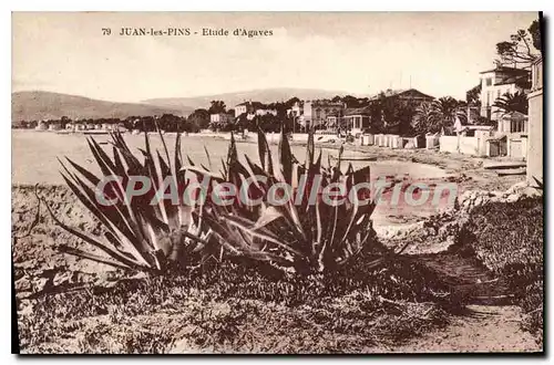 Cartes postales Juan Les Pins Etude D'Agaves