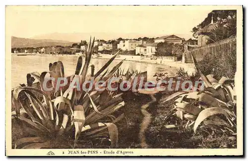 Cartes postales Juan Les Pins Etude D'Agaves