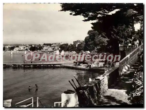 Cartes postales moderne Juan Les Pins Un Coin De La Pinede