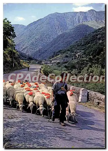 Cartes postales moderne Le Mont Aigoual Les Cevennes Touristiques