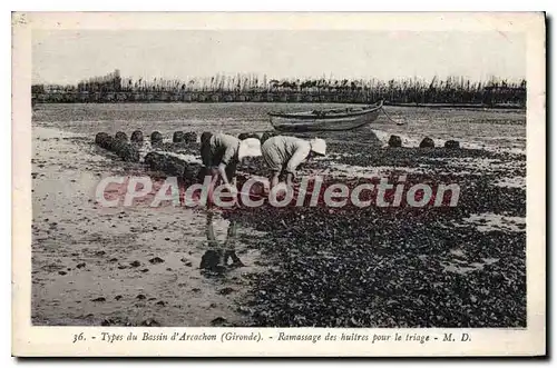 Cartes postales Arcachon Ramassage Des Huitres Pour Le Friage