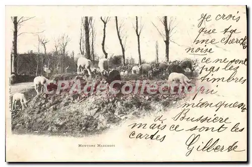 Cartes postales Moutons Marchois