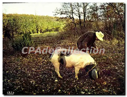 Cartes postales moderne Le Perigord Pittoresque Chercheur De Truffes