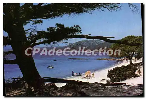 Cartes postales moderne La Corse Palombaggia Magnifique Plage De Sable Dore