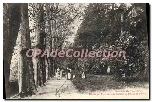 Ansichtskarte AK Montbard L'Allee Des Platanes Et Le Cabinet