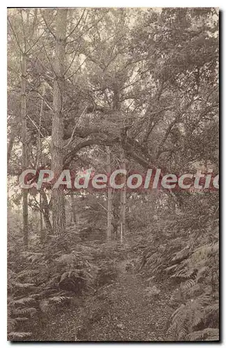 Cartes postales Leon Landes Sous Bois Huchet