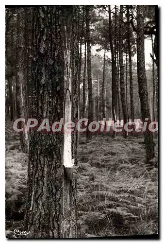 Cartes postales Paysage Landais La Foret Saignee du Pin