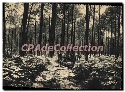 Cartes postales moderne En Guyenne Gascogne