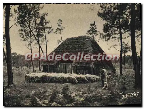 Cartes postales moderne En Guyenne Gascogne Le Berger Landais Actuel