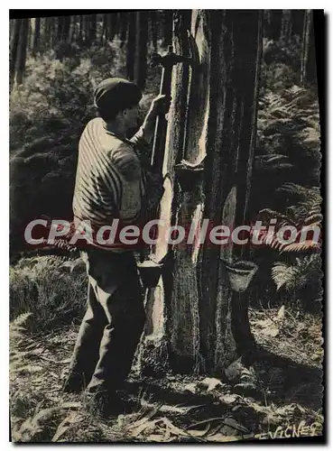 Cartes postales moderne En Guyenne Gascogne Un Gemmeur qui fait l'Entaille d'ou coulera la reaine