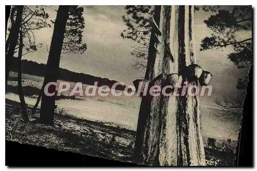 Cartes postales moderne En Guyenne Gascogne Un des Beaux Lacs de Notre Cote d'Argent