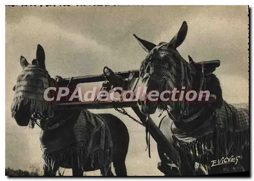Cartes postales moderne En Guyenne Gascogne Attelage de Mules Landaises