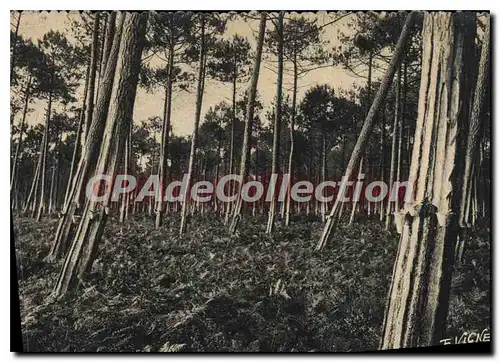 Moderne Karte En Guyenne Gascogne Nos sous bois de pins et fougeres