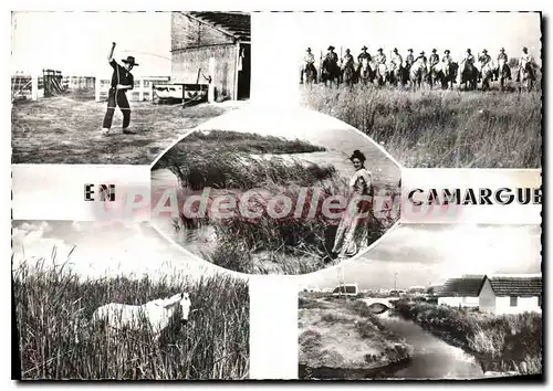 Cartes postales moderne En Camargue Le jeu du Lasso Gardians