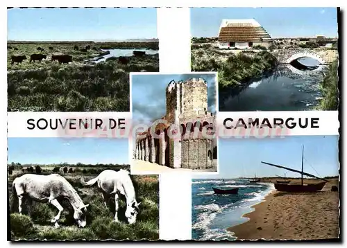 Cartes postales moderne Souvenir de Camargue