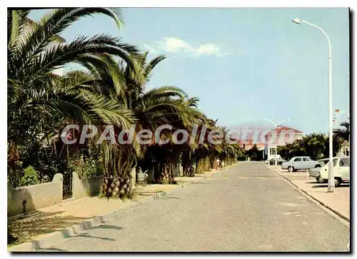 Cartes postales moderne La Cote Vermeille Saint Cyprien Vile Une allee de Palmiers