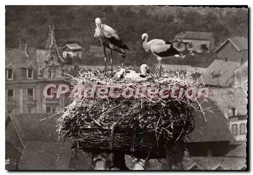 Cartes postales moderne Cigognes d'Alsace Colmar Chapelle de l'ancien Hopital