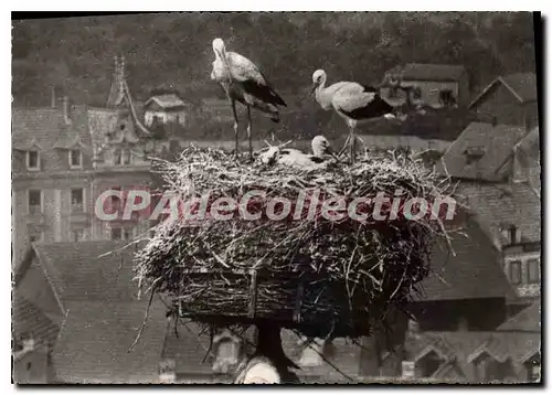 Cartes postales moderne Cigognes d'Alsace Colmar Chapelle de l'ancien Hopital