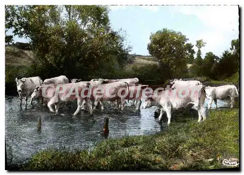 Cartes postales moderne CHAROLLES Les Boeufs du Charollais vont se desalterer dans L'Arconce