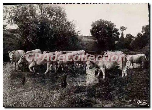 Moderne Karte CHAROLLES Les Boeufs du Charollais vont se desalterer dans L'Arconce